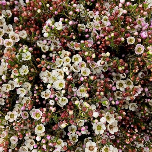WAXBLOMMA VIT 70-80CM