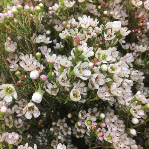 WAXBLOMMA NATUR VIT M GLITTER