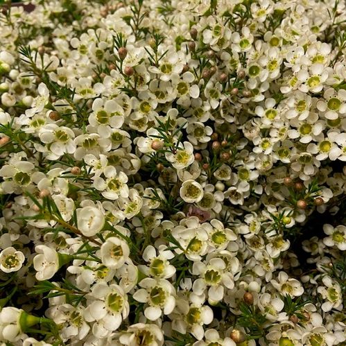 WAXBLOMMA TAI/GIL VIT STORBL. 65-75CM