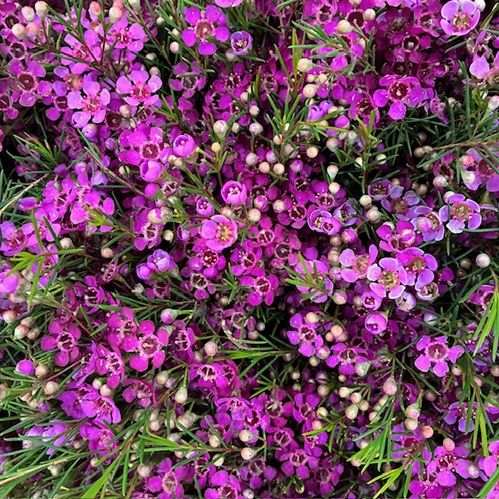 WAXBLOMMA LILA/CERIS 60cm
