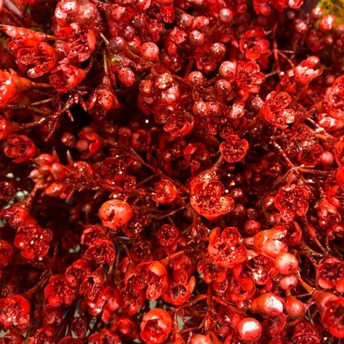 WAXBLOMMA FÄRGAD RÖD M GLITTER