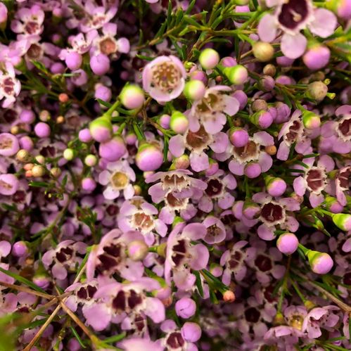 WAXBLOMMA EARLY NIR ROSA SMÅBL