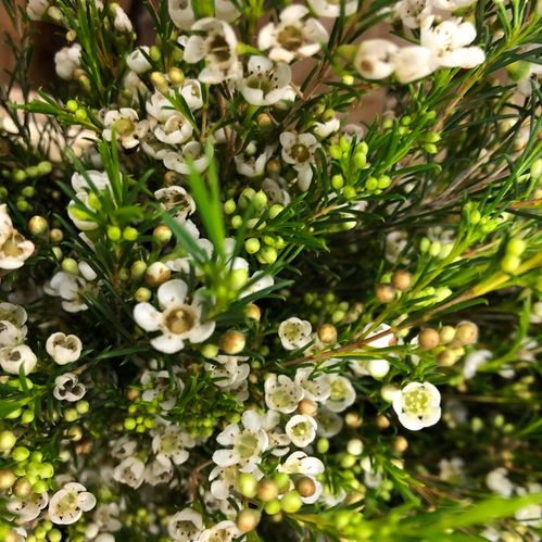 WAXBLOMMA CHRYSTAL PEARL VIT 70CM