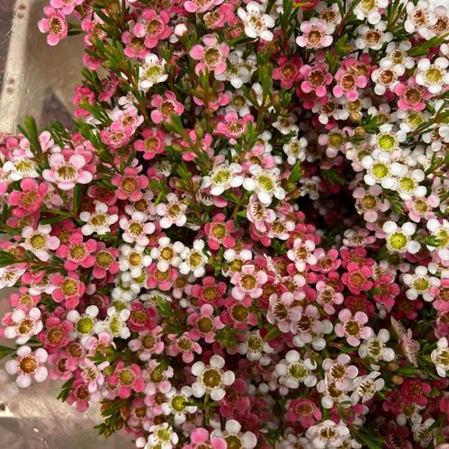 WAXBLOMMA MY SWEET 2-F x25 70CM