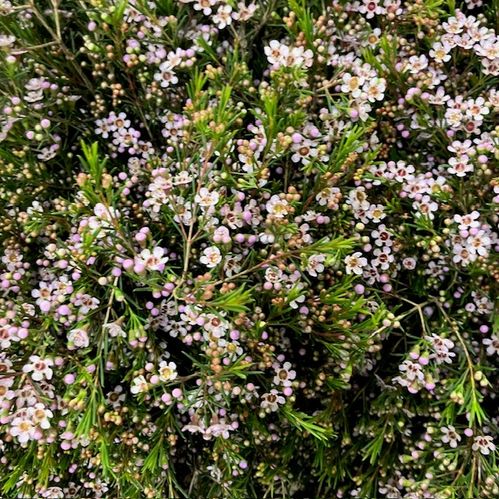 WAXBLOMMA ROMI SMÅBL ROSA