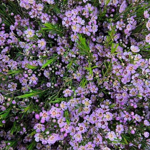 WAXBLOMMA WENDY ROSA SMÅBLOMMIG X25
