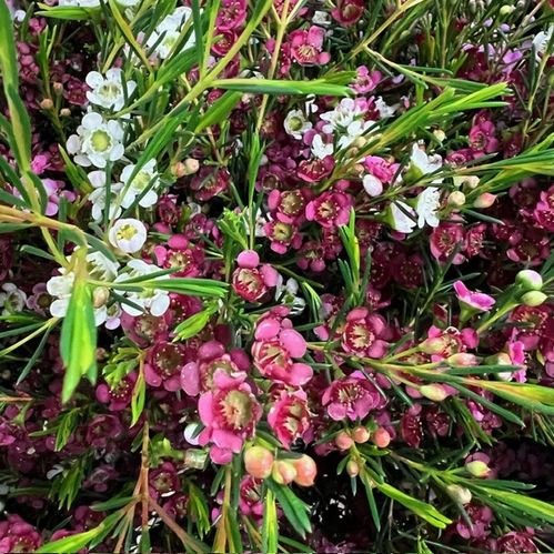 WAXBLOMMA DUAL STAR ROSA/VIT  X25
