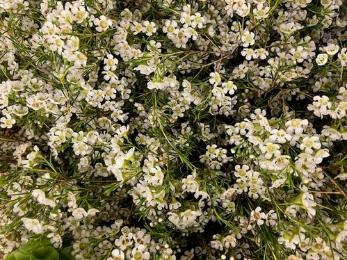 WAXBLOMMA BLIZZARD VIT