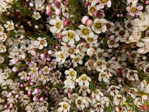 WAXBLOMMA BLONDIE VIT