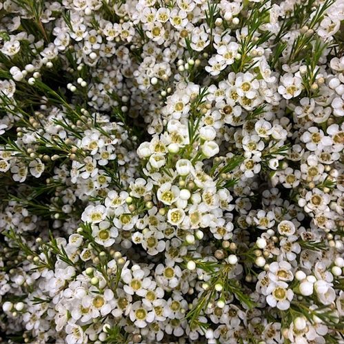 WAXBLOMMA VIT ARBEL 70-80CM