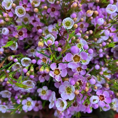 WAXBLOMMA KERRYN ROSA