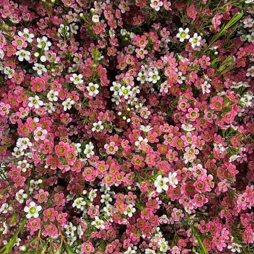 WAXBLOMMA MY SWEET 2-F x25 55CM