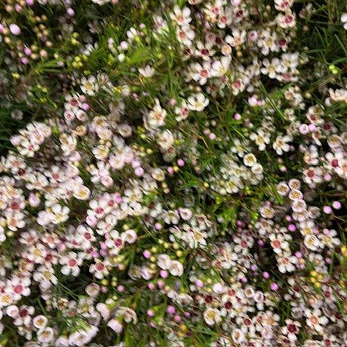 WAXBLOMMA DORI ROSA X25