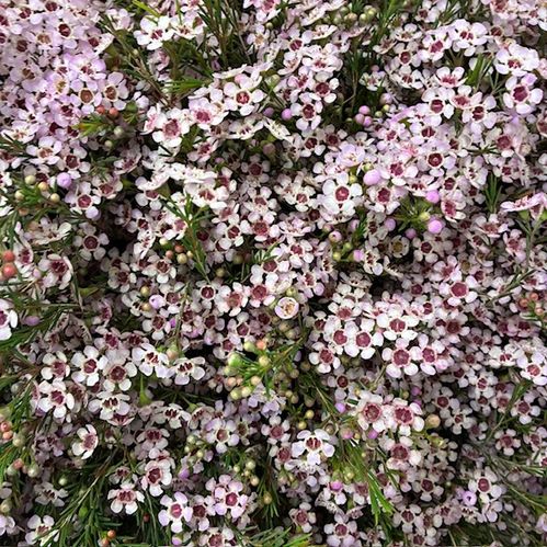 WAXBLOMMA PINK DREAM 80CM