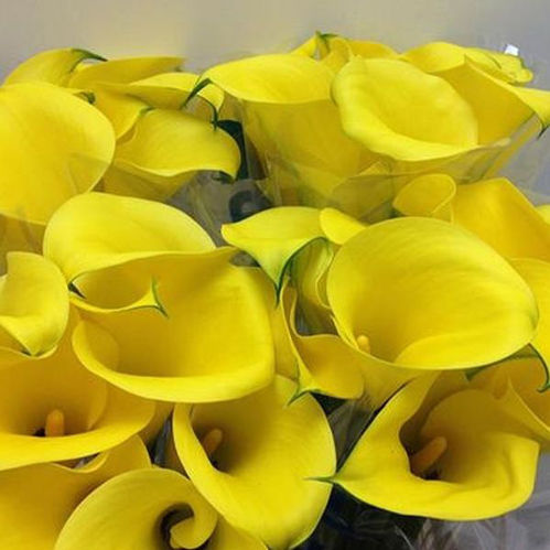 CALLA GUL