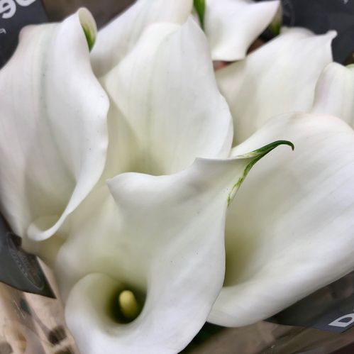 CALLA COLOMBE DE LA PAIX VIT