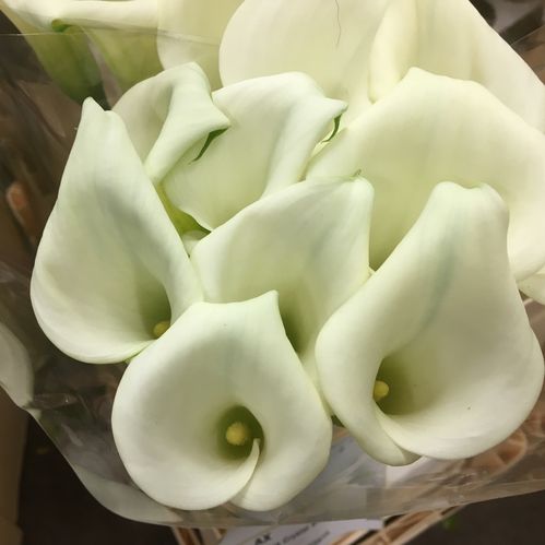 CALLA CHRISTAL BLUSH VIT 60CM
