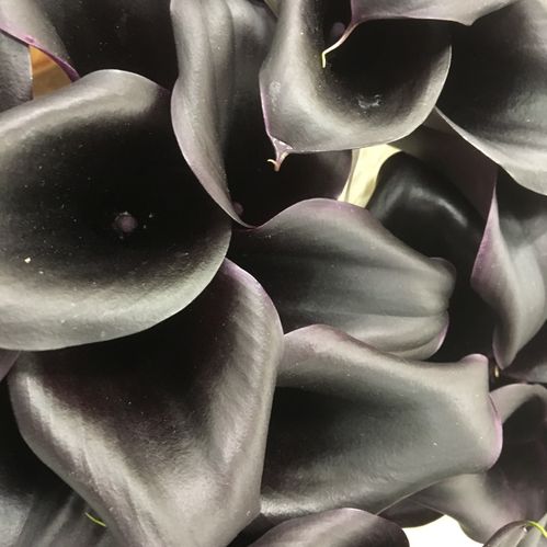 CALLA ODESSA SVART
