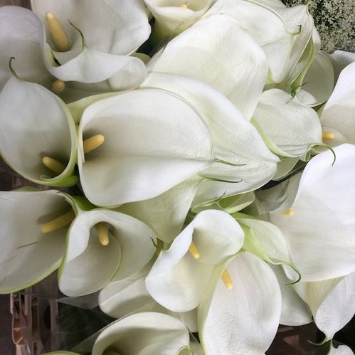 CALLA INNOCENCE VIT 70-80