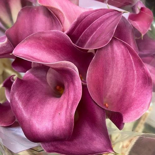 CALLA PINK JEWEL CERISE 60CM