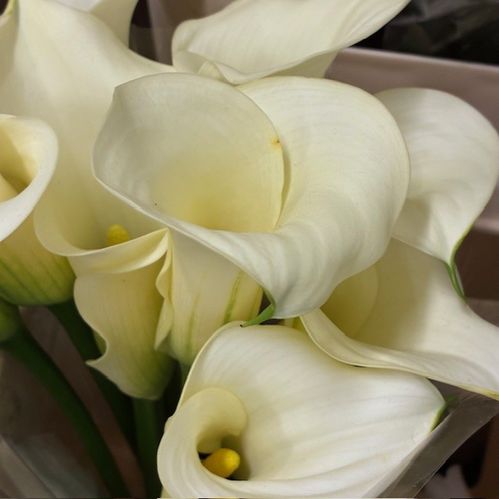 CALLA SNOWSTAR 40CM