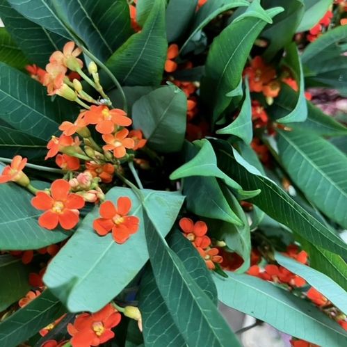 EUPHORBIA KORALLRANKA ORANGE