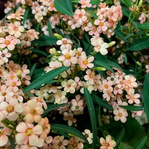EUPHORBIA PINK BARON LAX/ROSA
