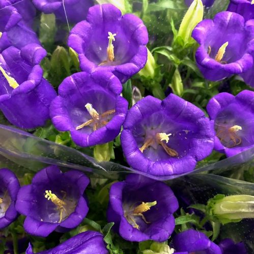 CAMPANULA BLÅ