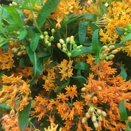 ASCLEPIAS TUBEROSA ORANGE