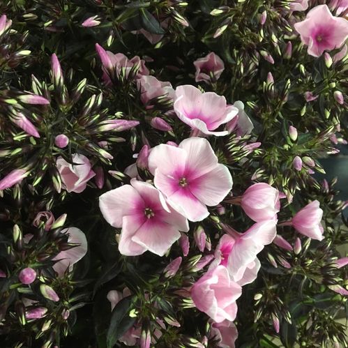 PHLOX ROSA
