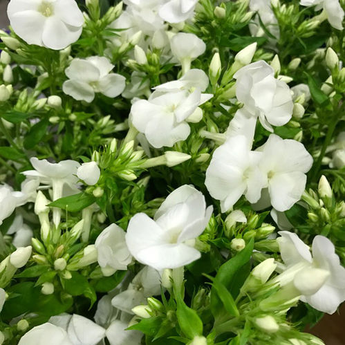 PHLOX VIT