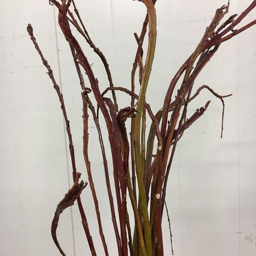SALIX PLATTPIL