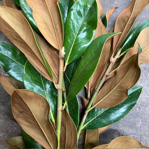MAGNOLIA BUNT 60CM