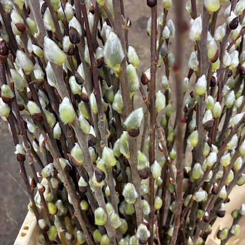 VIDEKVIST PUSSY WILLOW GRÖNA NATURELL 70CM