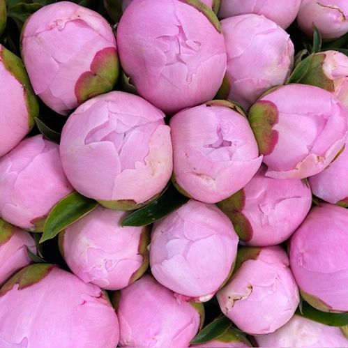 PION ANGEL CHEEKS ROSA NL