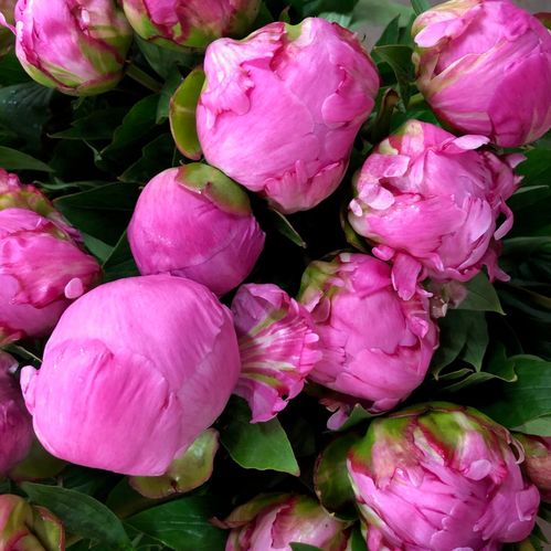 PION FLAME CERISE