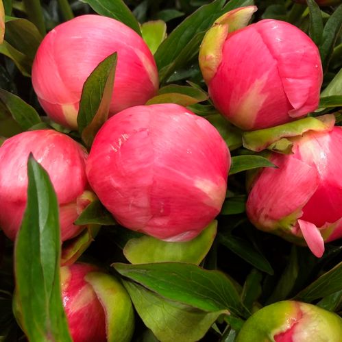 PION CORAL CHARM LAX/ROSA