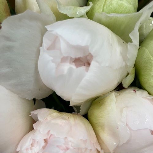 PION ODILE VIT/ROSA
