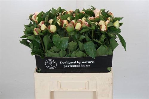 PION VIT FESTIVA MAXIMA 60CM