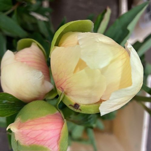 PION CLAIRE  DE LUNE