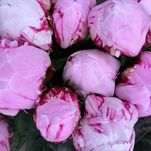 PION SARAH BERNHARDT ROSA ITALIEN
