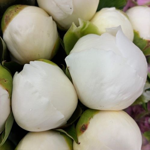 PION DUCH.NEMOURS VIT ITALIEN
