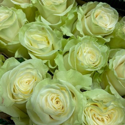 ROS MONDIAL VIT/lLIME 60CM