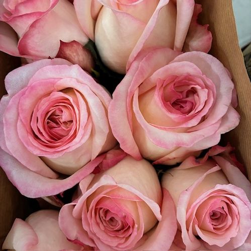 ROS JOYCE UHURU ROSA 50CM KE