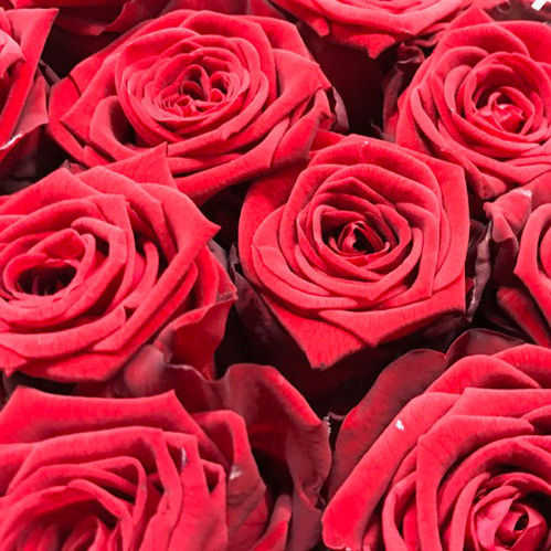 ROS RED NAOMI RÖD 50CM MARJO