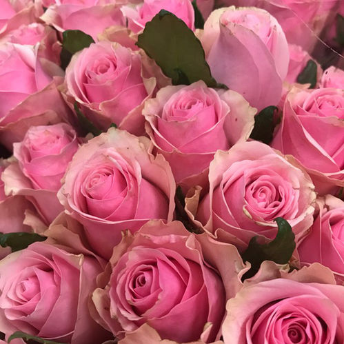 ROS CELEB ROSA 50CM KE