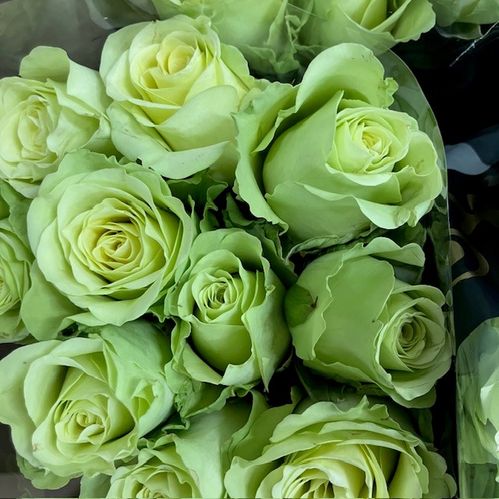 ROS GREEN GENERATION 60CM