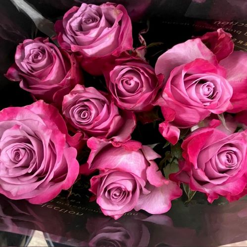 ROS DEEP PURPLE 50CM KE