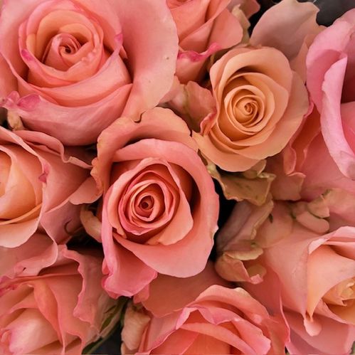 ROS RHOSLYN ROSA 60 CM KEN