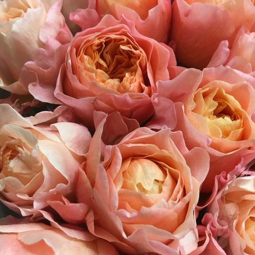 ROS VICTORIAN SECRET VIP ROSES